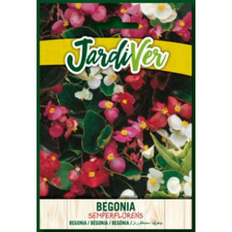 Begonia Semperforens Variada
