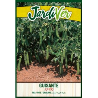 Guisante Jumbo 2