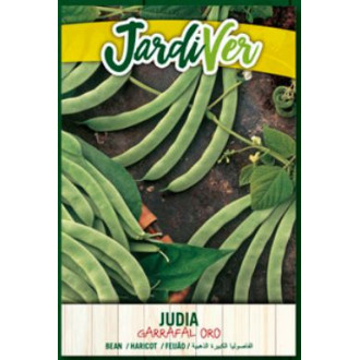 Judia Garrafal Oro 2