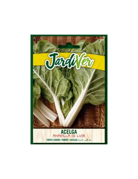 Acelga Amarilla de Lyon