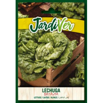 Lechuga Batavia