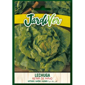 Lechuga Reina de Mayo
