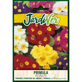 Primula Acaulis Mezcla