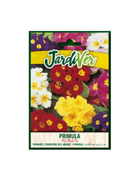 Primula Acaulis Mezcla