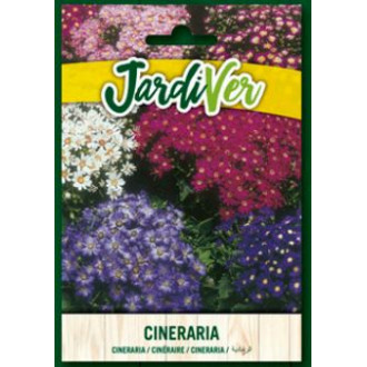 Cineraria Mezcla
