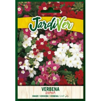 Verbena Enana