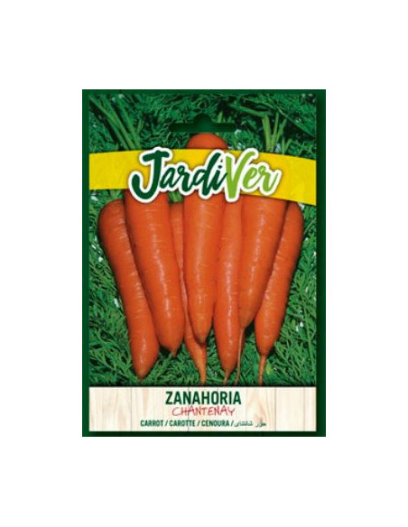 Zanahoria Chantenay