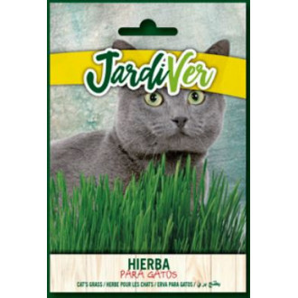 Hierba para Gatos
