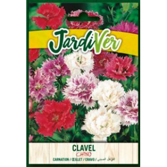 Clavel Chino