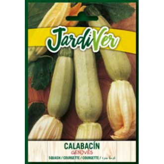 Calabacin Genoves