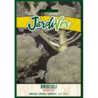 Broculi Hibrido