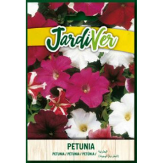 Petunia