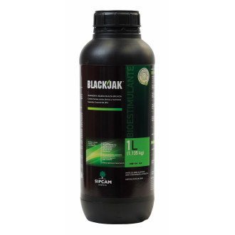 BlackJack 2