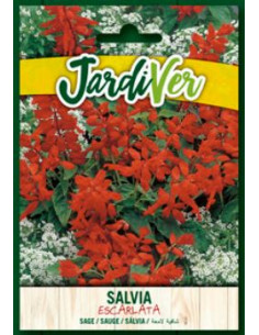 Salvia Escarlata