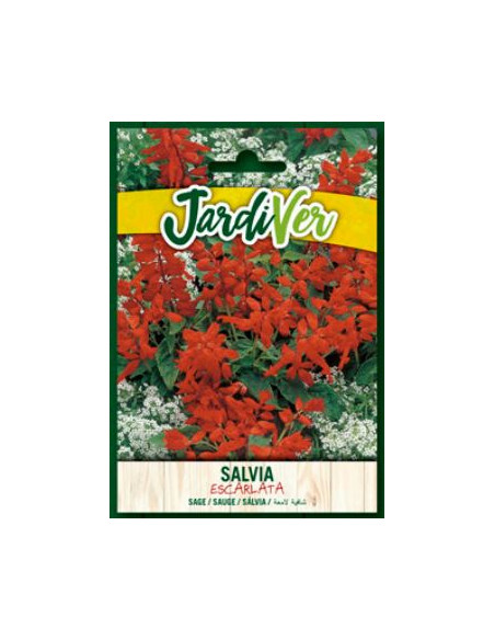 Salvia Escarlata