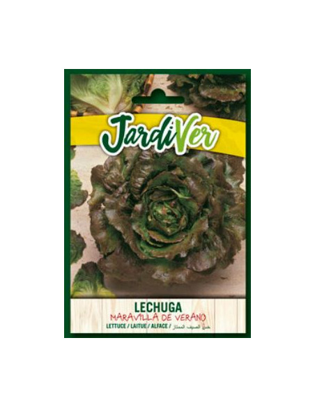 Lechuga Maravilla de Verano