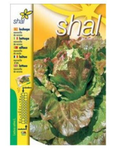 Lechuga Maravilla de Verano