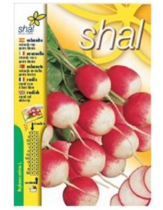 Rabanitos Rojo con Punta Blanca