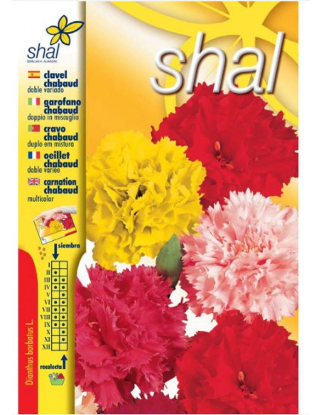 Clavel Chabaud Variado