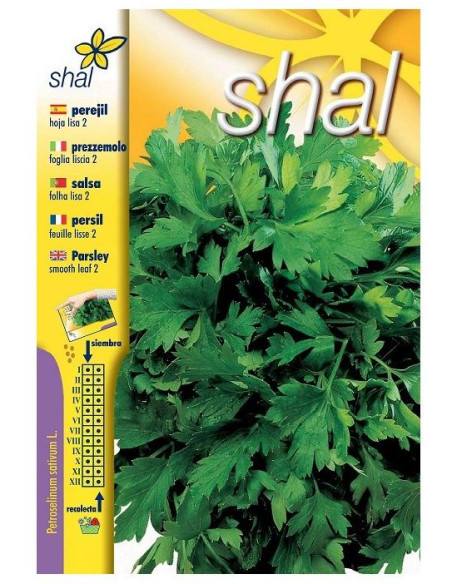 Perejil de Hoja Lisa 2